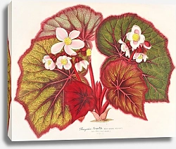 Постер Лемер Шарль Begonia Leopoldi