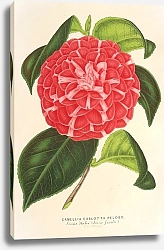 Постер Лемер Шарль Camellia Cariotta Peloso