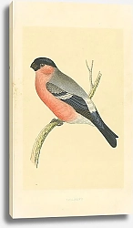 Постер Bullfinch 4