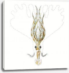 Постер Vintage squid marine life
