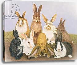 Постер Скотт Пэт (совр) Lucky rabbits
