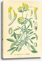 Постер Leguminosae, Anthyllis Vulneraria