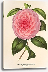 Постер Лемер Шарль Camellia Teresita Canzio Garibaldi