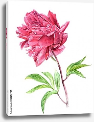 Постер Акварельный розовый цветок пиона