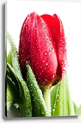 Постер Красный тюльпан в капельках росы