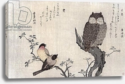 Постер Утамаро Китагава An Owl and two Eastern Bullfinches 2
