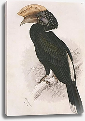Постер Silvery-cheeked Hornbill