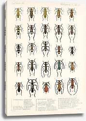 Постер Годман Фредерик Insecta Coleoptera Pl 227