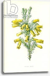 Постер Хулм Фредерик (бот) Yellow Heath