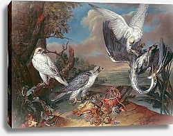 Постер Гамильтон Фердинанд Greenland Cyr Falcons