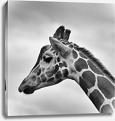 Постер Черно-белый портрет жирафа