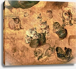 Постер Брейгель Ян Старший Study of cats, 1616