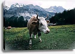 Постер Корова на высокогорном пастбище