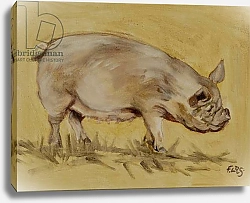 Постер Сандерс Франческа (совр) Middlewhite pig, 2016