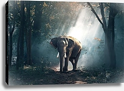Постер Слон в джунглях