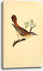 Постер Lesser Rufous Warbler