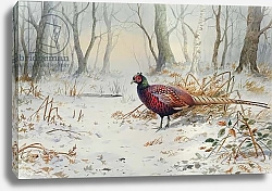 Постер Даннер Карл (совр) Pheasants in Snow