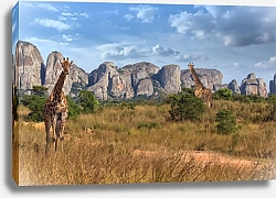 Постер Жирафы в саванне