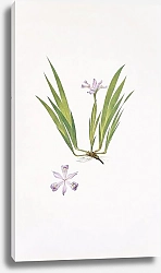 Постер Iris cristata