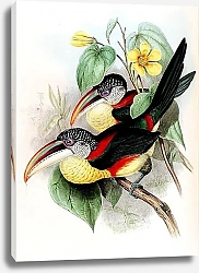 Постер Pteroglossus beauharnaesii