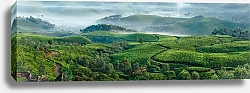 Постер Зеленые холмы чайных плантаций в Муннар, Индия