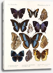 Постер Годман Фредерик Insecta Lepidoptera-Rhopalocera Pl 110