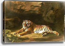 Постер Стаббс Джордж Portrait of the Royal Tiger, c.1770