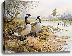 Постер Даннер Карл (совр) Geese: Canada