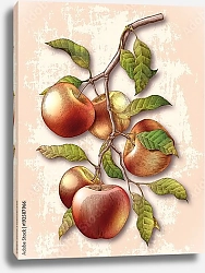 Постер Яблоневая ветвь с 5 красными яблоками