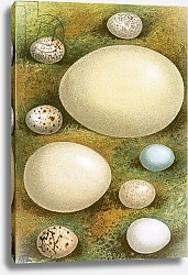 Постер Школа: Английская 20в. Eggs 9
