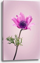 Постер Фиолетовый цветок на розовом фоне