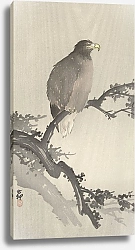 Постер Косон Охара White-tailed eagle on branch