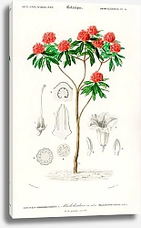 Постер Рододендрон древесный