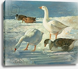 Постер Истон Тимоти (совр) Geese and Mallards, 2000