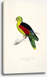 Постер Parrots by E.Lear  #11