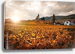 Постер Осенний виноградник в Эльзасе