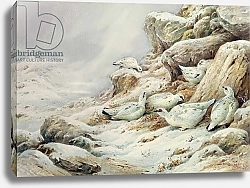Постер Даннер Карл (совр) Ptarmigan in snow covered landscape