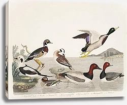Постер Птицы Америки Уилсона 71