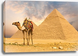 Постер Верблюд и пирамида