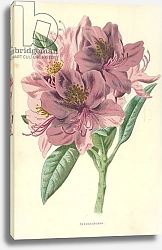Постер Хулм Фредерик (бот) Rhododendron