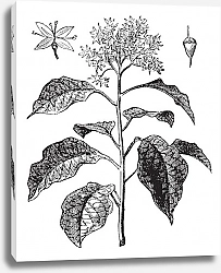 Постер Pagoda Dogwood or Alternate-leaved Dogwood or Cornus alternifolia, vintage engraving