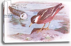 Постер Торнбурн Арчибальд (Бриджман) Grey Phalarope, from Birds of the British Isles and Their Eggs published by Frederick Warne & Co Ltd, 1958