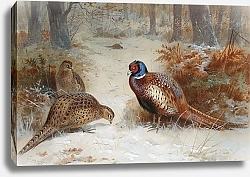 Постер Pheasants foraging in a snowy wood