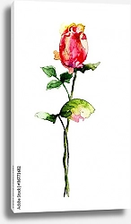 Постер Красный цветок розы на белом фоне