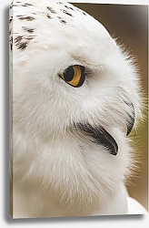 Постер Профиль белой совы