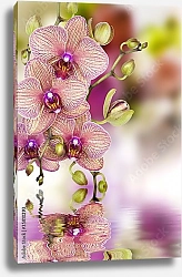 Постер Орхидеи 3