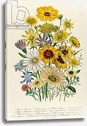 Постер Лудон Джейн (бот) Daisies, plate 31 from 'The Ladies' Flower Garden', published 1842