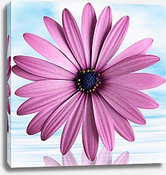 Постер Розовый цветок герберы на голубом