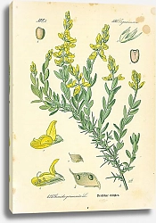 Постер Leguminosae, Genista germanica