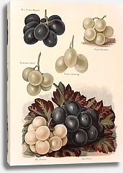 Постер Grapes - Mrs Pince's Muscat, Royal Muscadine, Chasselas Vibert, Foster's Seedling,Mrs Pearson, Gros 